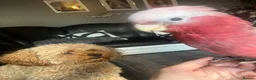 Cockatoo birds for sale: This is Elvis, extremely loving and a lot of fun in Colchester - Advert 12