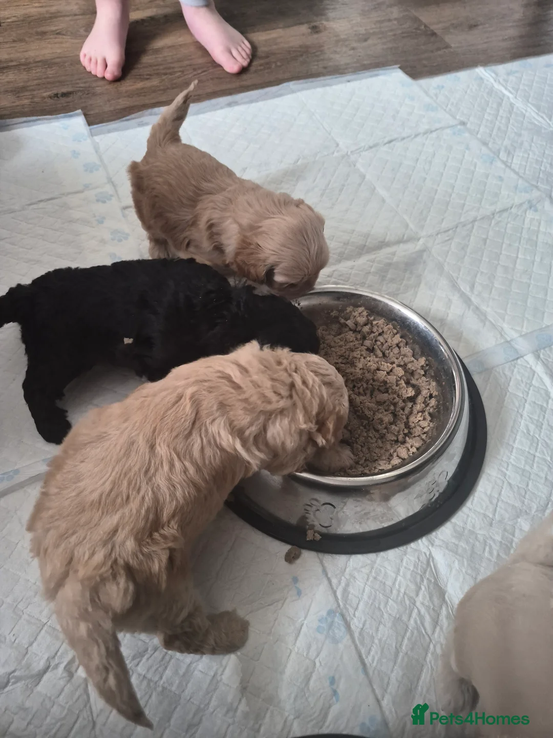 Mixed Breed dogs for sale: 2 females Available  in Rochdale - Advert 2