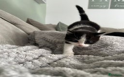 British Shorthair cats for sale: Stunning female kittens  - Image 13