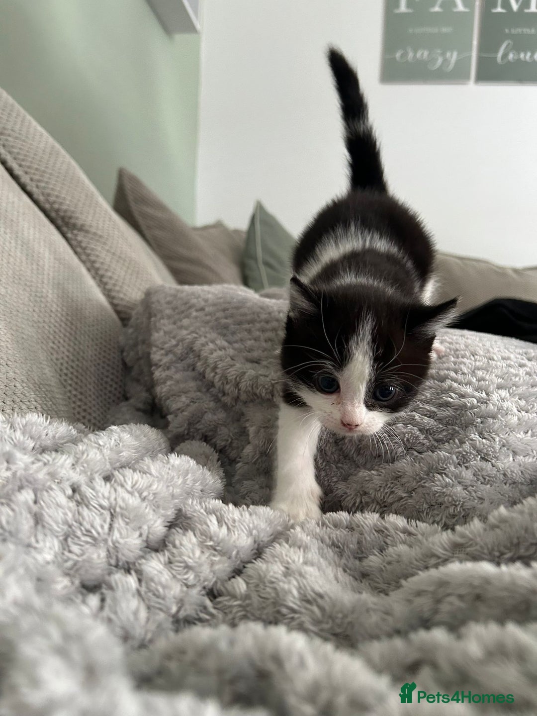 British Shorthair cats for sale: Stunning female kittens  - Image 13