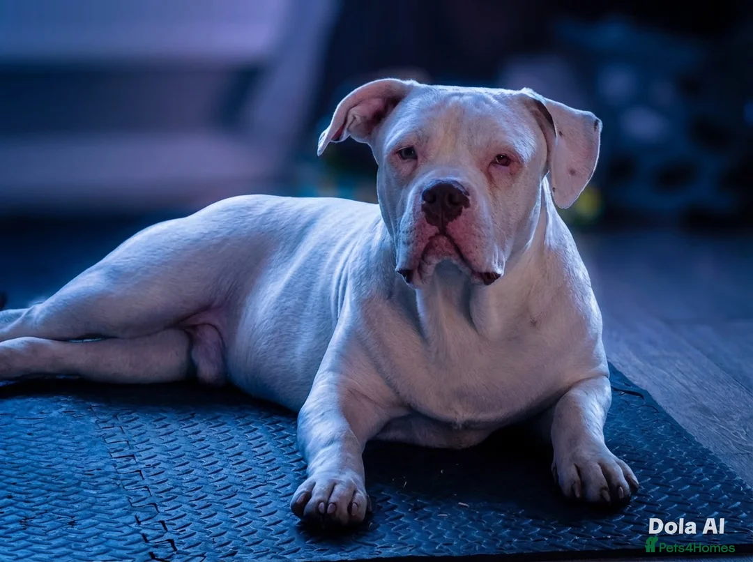 American Bulldog dogs for stud: Very handsome American bulldog for stud  - Advert 2