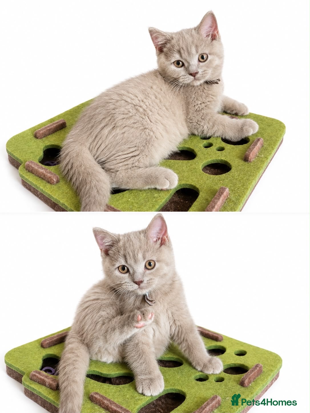 British Shorthair cats Ready now 2 lilac boys,  - Advert 12