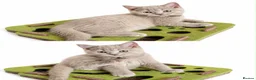 British Shorthair cats for sale: Gccf reg fawn boys  - Advert 1