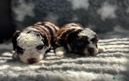Toy Poodle dogs for sale: Rare coloured 🧸 Toy Poodle - Image 3