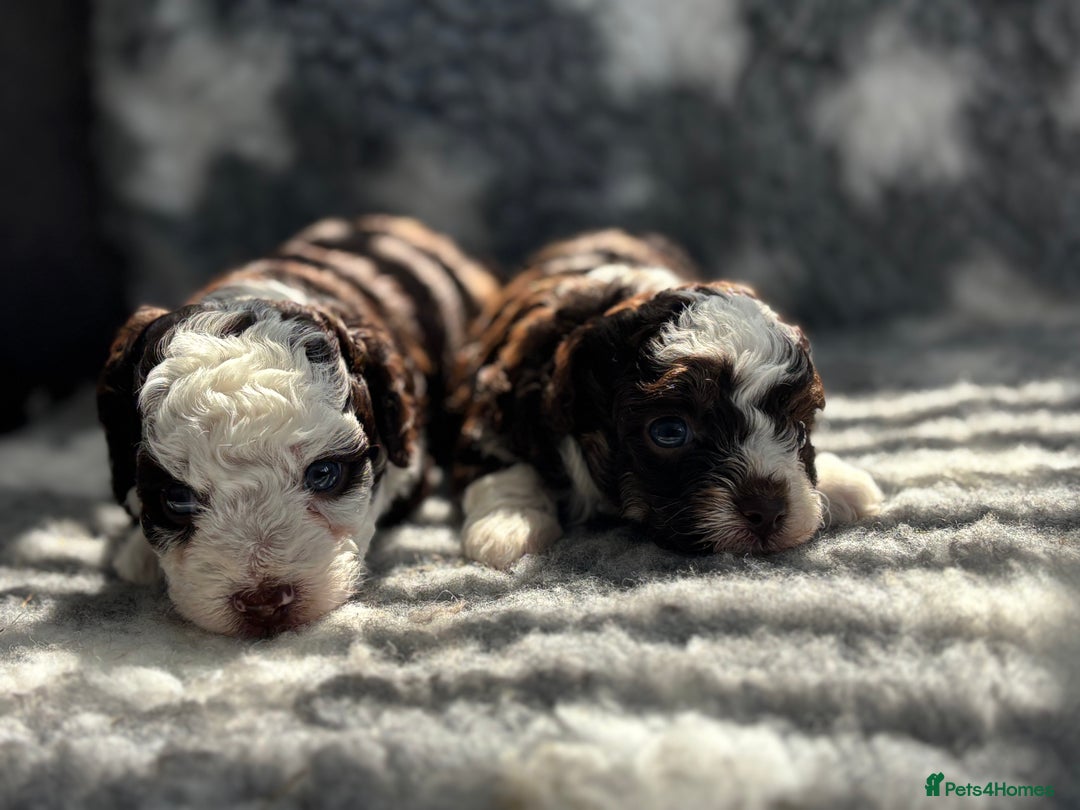 Toy Poodle dogs for sale: Rare coloured 🧸 Toy Poodle - Image 3