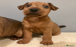 Lakeland Terrier dogs for sale: 5 Gorgeous Lakeland Terriers  - Image 14