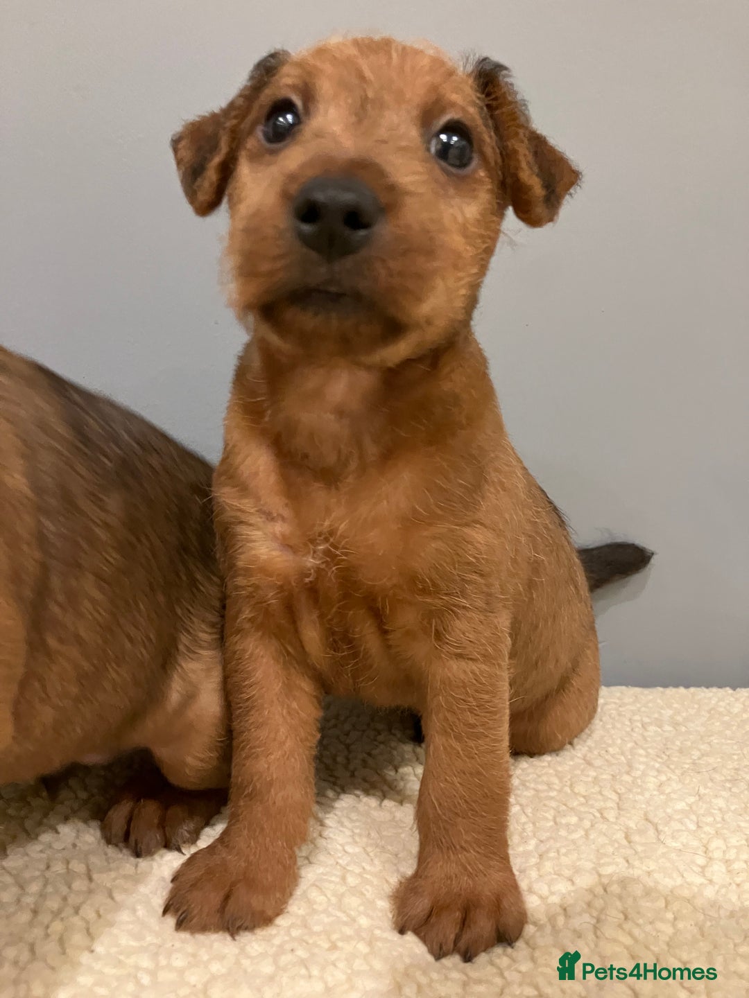 Lakeland Terrier dogs for sale: 5 Gorgeous Lakeland Terriers  - Image 14