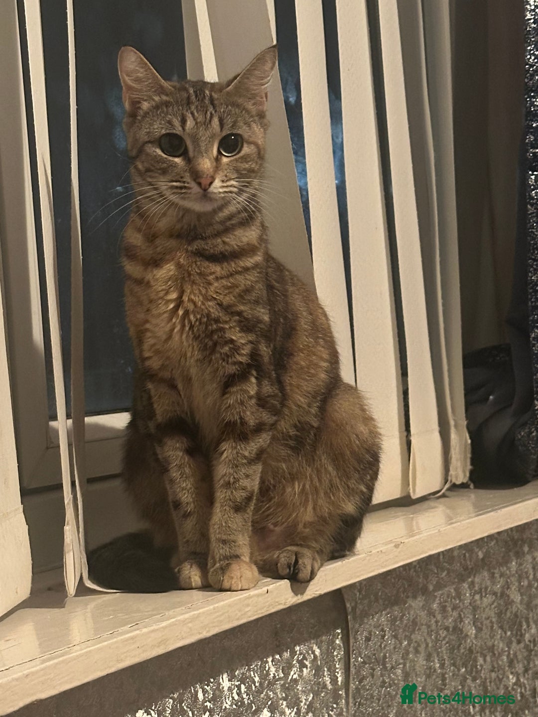 Ragdoll cats for sale: male kitten ragdoll cross bengal x  - Advert 12