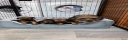 Border Terrier dogs for sale: Stunning Border Terrier Pups - Advert 2