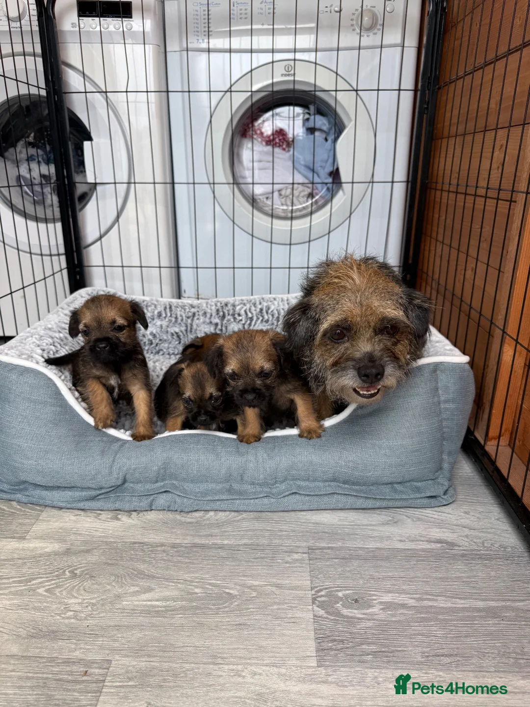 Border Terrier dogs for sale: Stunning Border Terrier Pups - Advert 2
