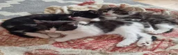 Mixed Breed cats for sale: 5 Beautiful Kittens For Sale!!!!! - Advert 6