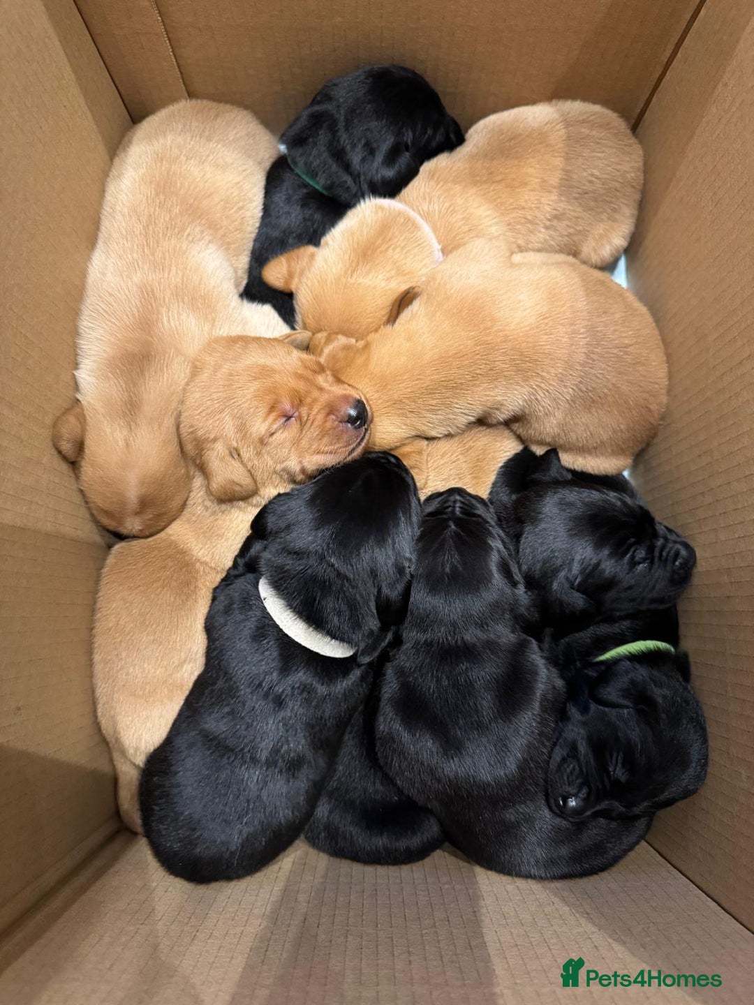 Labrador Retriever dogs for sale: Beautiful Labrador Retriever puppies - Image 8