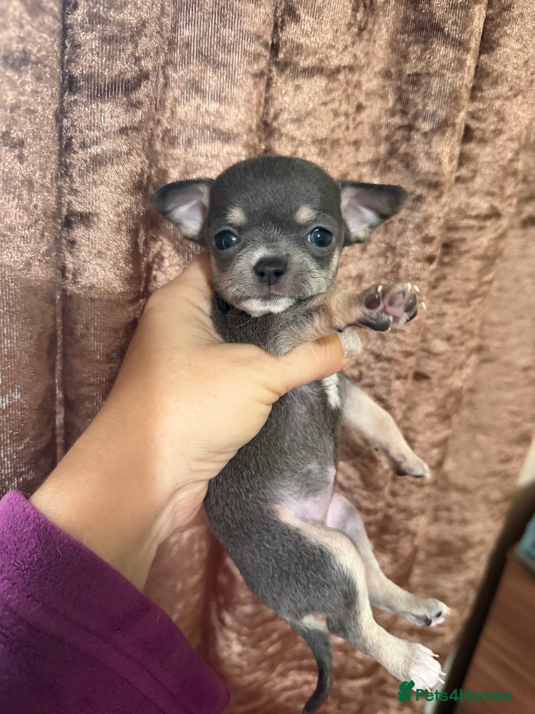 Chihuahua dogs for sale: Chihuahua pups - Advert 6