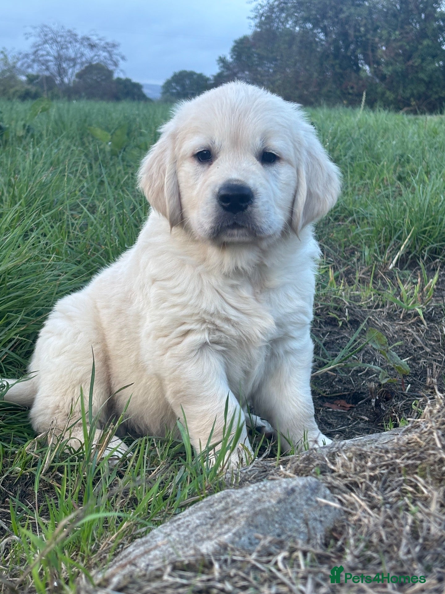 Golden Retriever dogs Kc golden retriever pups health tested parents - Advert 1
