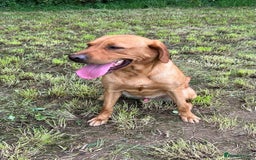 Labrador Retriever dogs for sale: Outstanding Fox Red Labrador Retriever Puppies  - Image 19