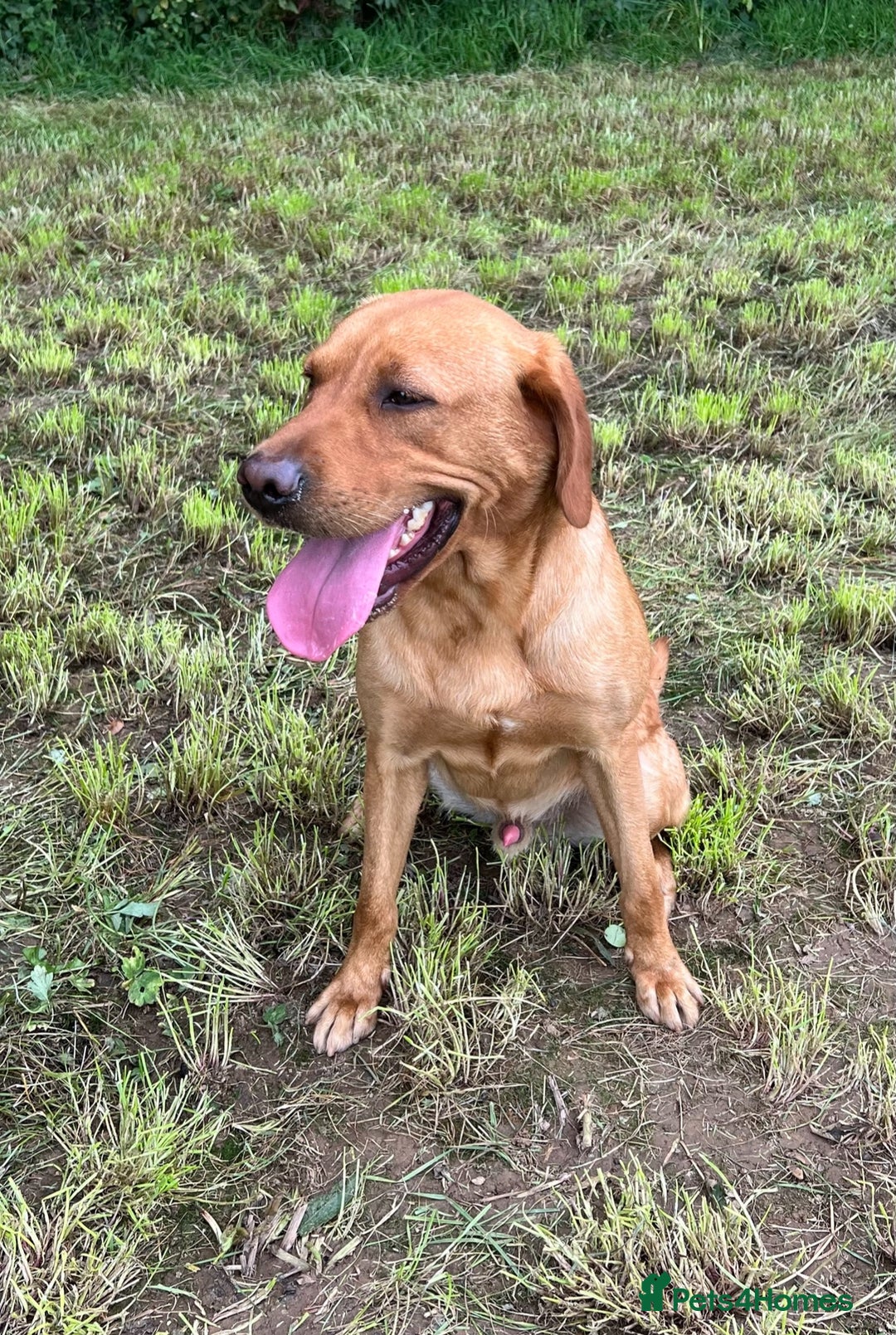 Labrador Retriever dogs for sale: Outstanding Fox Red Labrador Retriever Puppies  - Image 19