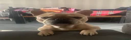 French Bulldog dogs for sale: Draven  - Advert 3