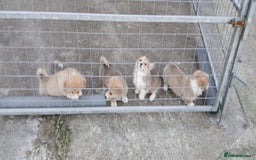 Welsh Corgi Pembroke dogs for sale: Stunning KC Registered Corgis - Image 19