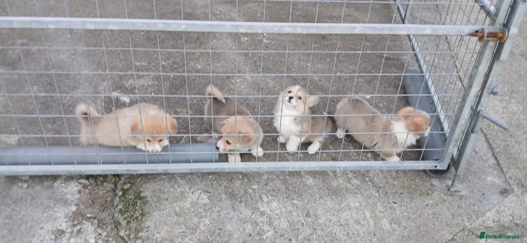 Welsh Corgi Pembroke dogs for sale: Stunning KC Registered Corgis - Image 19