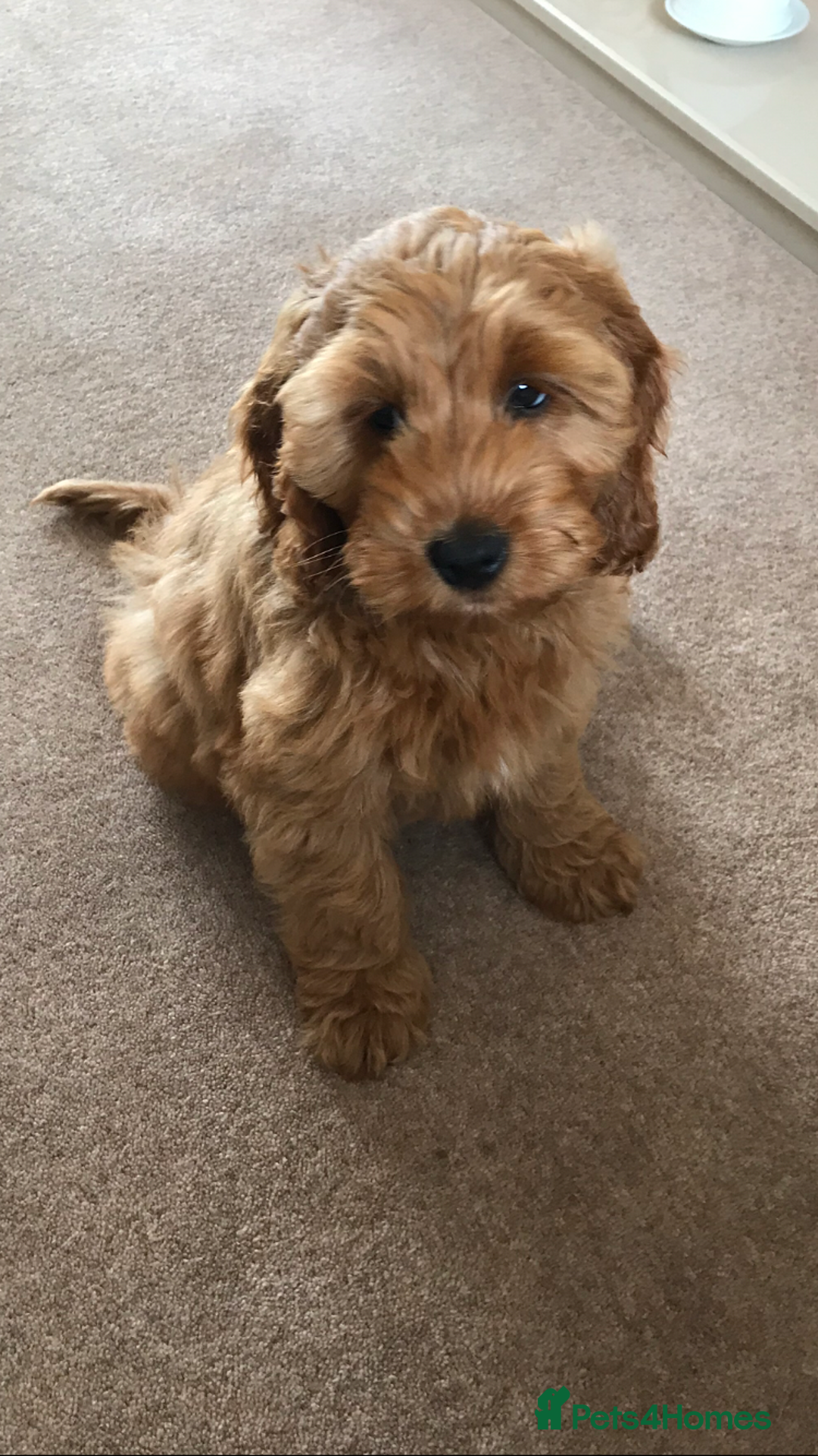 Cockapoo dogs for stud: STUD F1 Cockerpoo (5 Star 10/10} - Advert 10