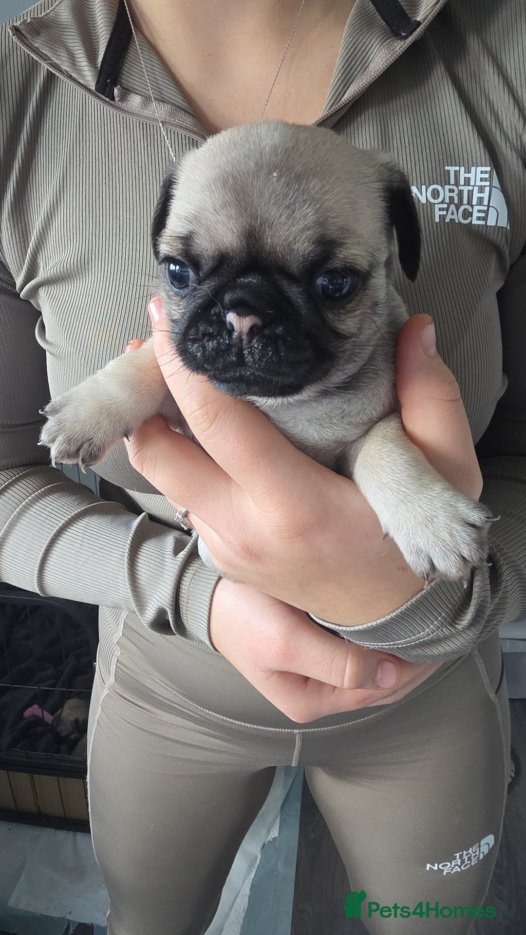 Pug dogs for sale: Pug puppies x3 girls left  - Advert 9