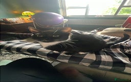 British Shorthair cats for sale: ******  - Image 1