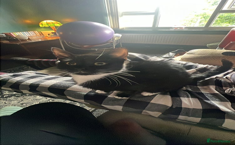 British Shorthair cats for sale - Advert 1