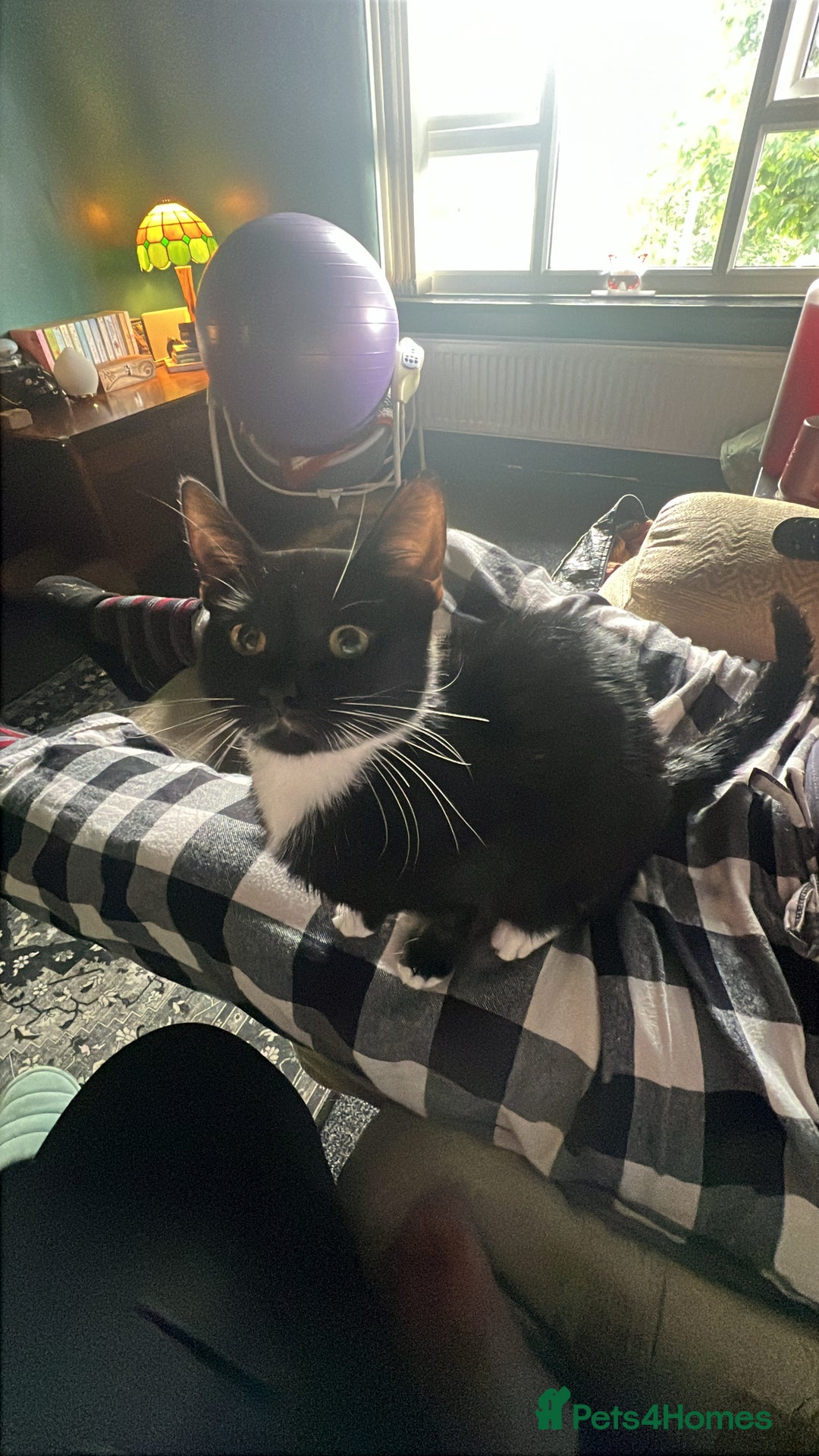 British Shorthair cats for sale: ******  - Image 1