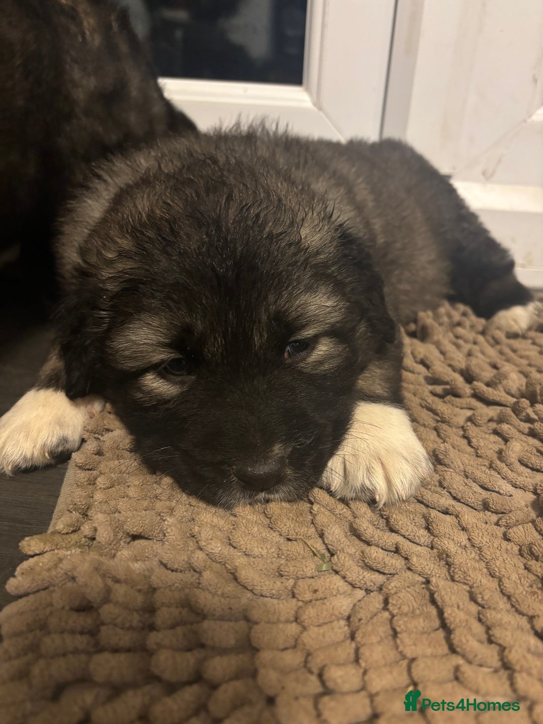 Caucasian Shepherd Dog dogs for sale: Caucasian Shepherds  - Advert 35