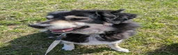 Mixed Breed dogs for adoption: Ivy, 2018. Sweet girl. in Insch - Advert 3