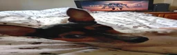 Mixed Breed dogs for stud: Arco - Jack Russell/Chihuahua X for Stud in Preston - Advert 6