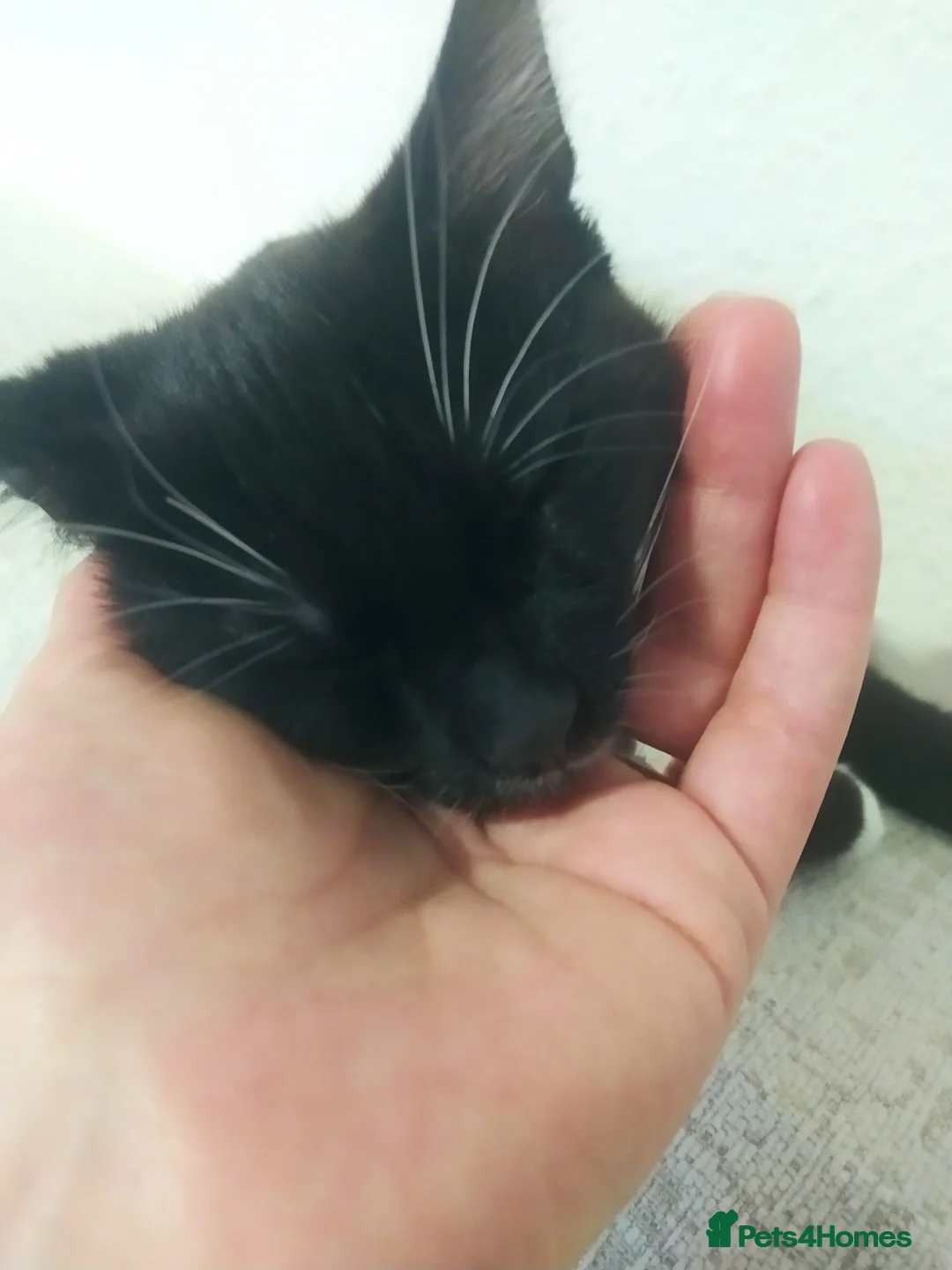 Mixed Breed cats for sale: Ready to go adorable male kitten - Advert 7