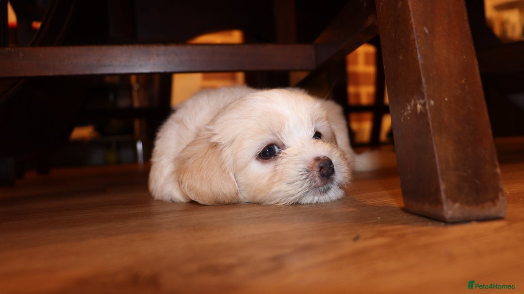 Havanese dogs for sale: Havanese - Advert 2