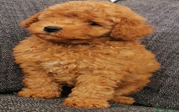 Toy Poodle dogs for sale: Outstanding quality KC Reg Toy poodle puppies  - Image 9