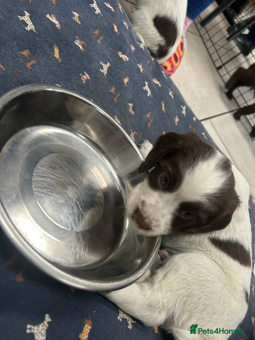 Sprocker dogs for sale: Working Sprocker Spaniels  - Advert 28