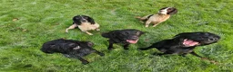 English Springer Spaniel dogs for stud: Springer spaniel for stud  - Advert 4