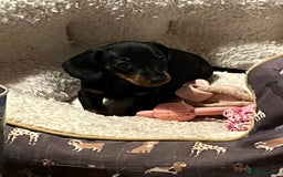 Dachshund dogs for sale: Beautiful dachshund puppies - Image 4