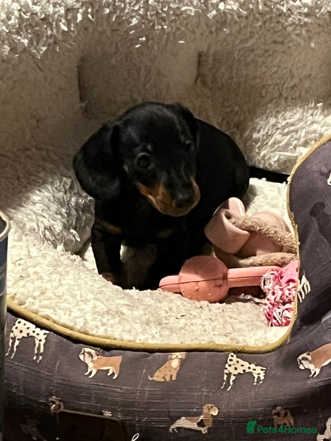Dachshund dogs for sale: Beautiful dachshund puppies - Image 4