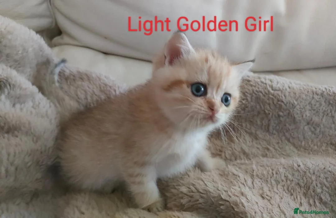British Shorthair cats for sale: Golden British Short Hair Kitten for sale - Advert 31