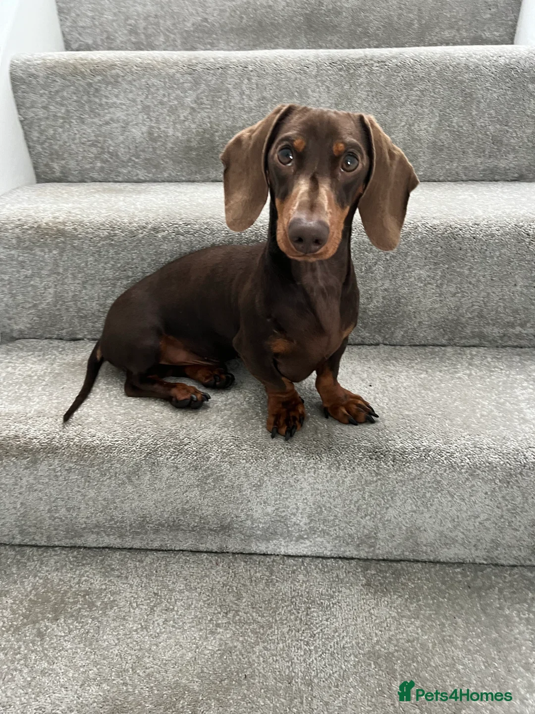 Miniature Dachshund dogs for stud: FOR STUD PROVEN KCreg Choc & tan mini Dachshund in Sunderland - Advert 12