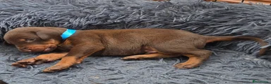 Dobermann 6