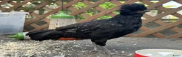 Chickens poultry for sale: Poland Bantam Cockerels Smooth and Frizzle - Advert 1
