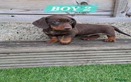 Miniature Dachshund dogs for sale: Miniature dachshund kc reg  - Image 10