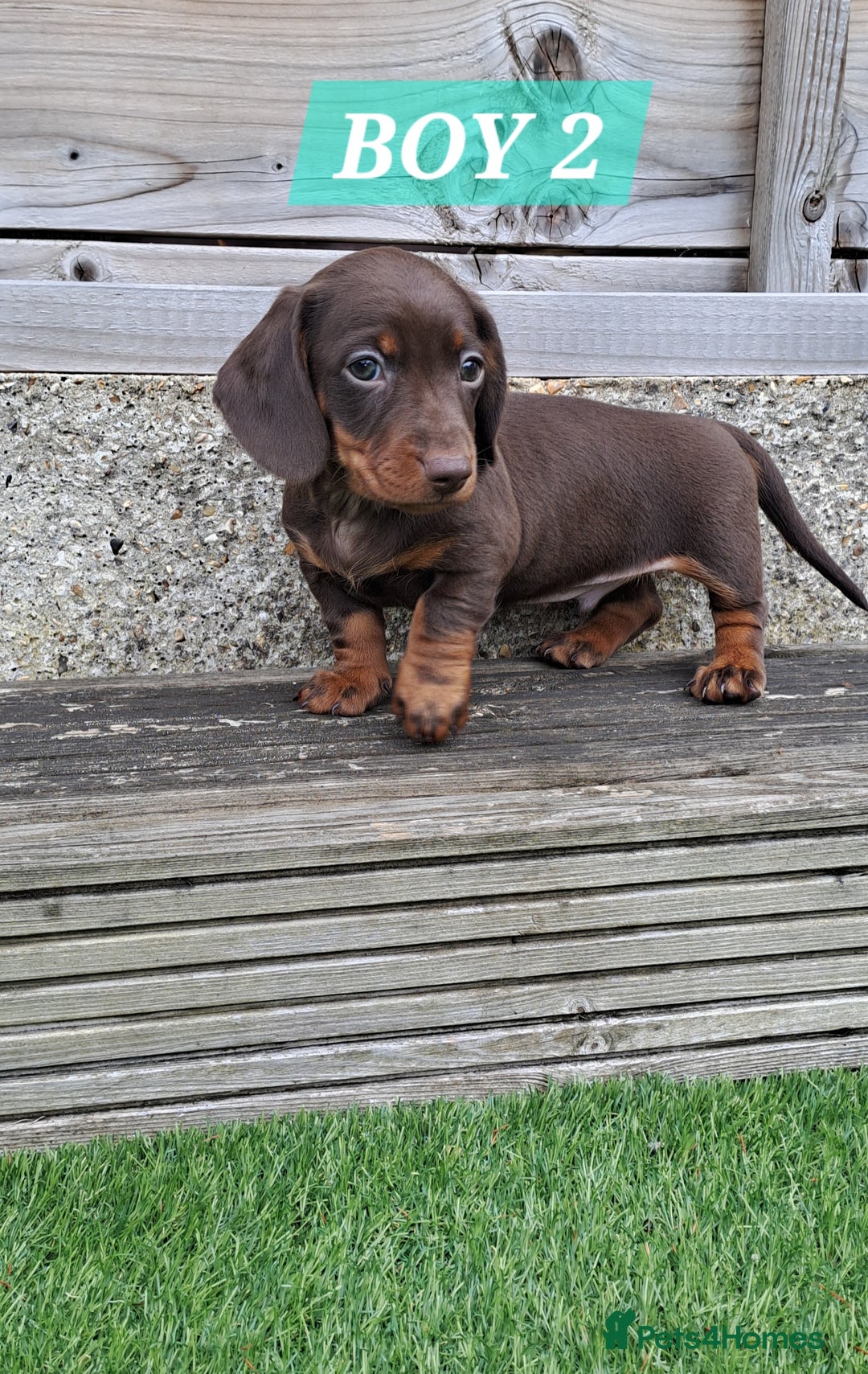 Miniature Dachshund dogs for sale: Miniature dachshund kc reg  - Image 10
