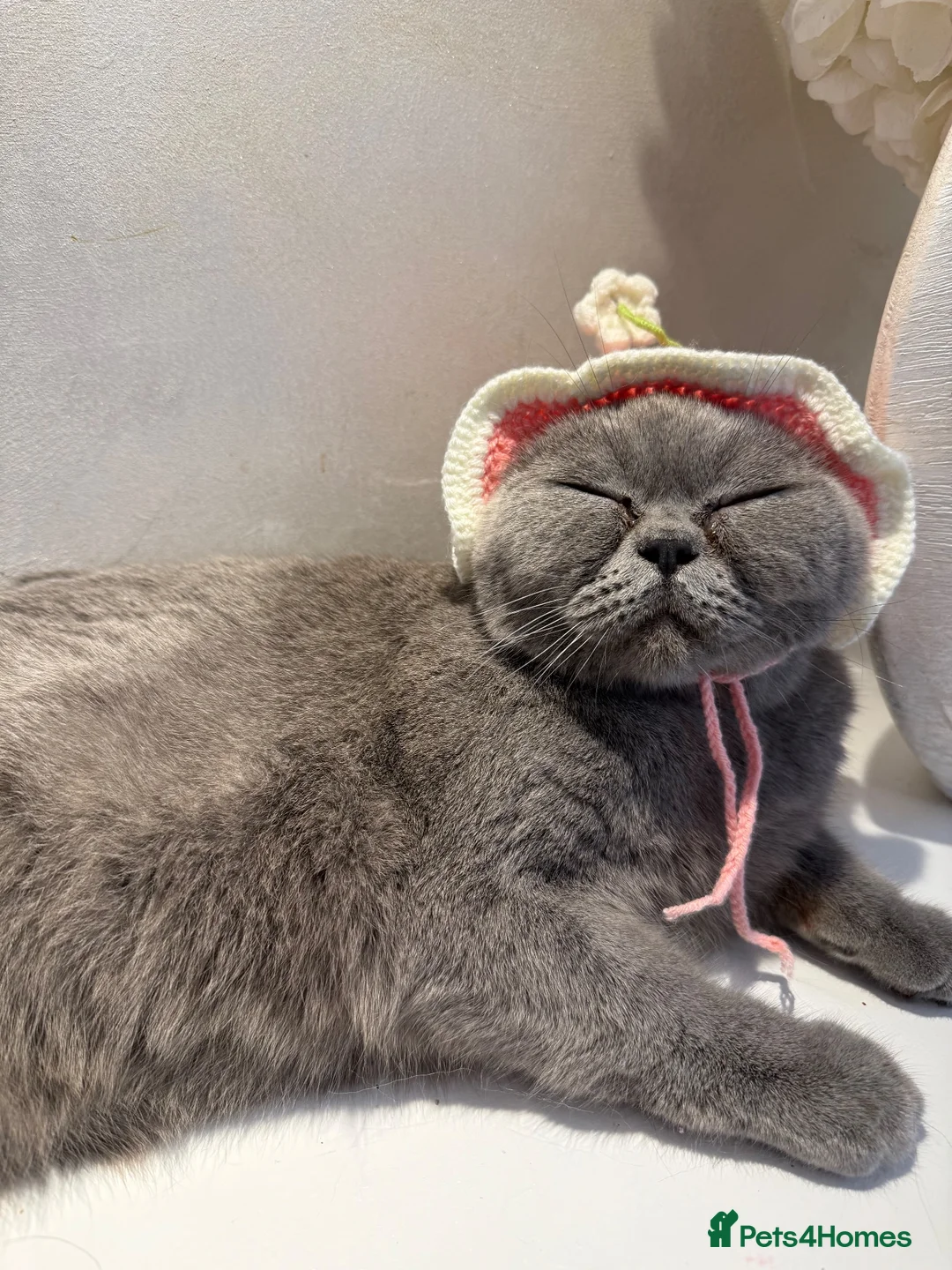 British Shorthair cats for sale: GORGEOUS GCCF REGISTERED KITTENS in Huddersfield - Advert 2