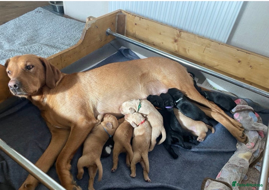 Labrador Retriever dogs for sale: Beautiful female Labrador-Healthy & Well-Cared-For - Advert 1