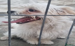 Bichon Frise dogs for adoption: KHAAN - a superb, little boy, for a Loving Home - Image 8