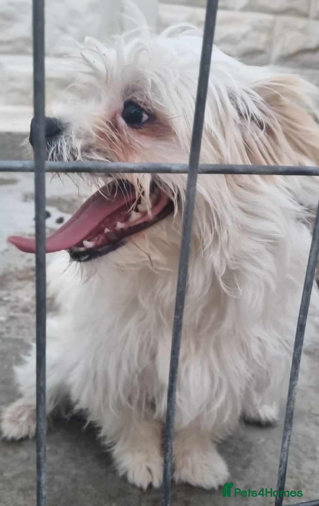 Bichon Frise dogs for adoption: KHAAN - a superb, little boy, for a Loving Home - Image 8