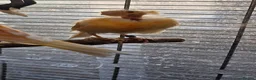 Lovebirds birds for sale: Breeding pair of canaries in Manchester - Advert 4