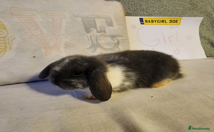 Mini Lop rabbits - Advert 17